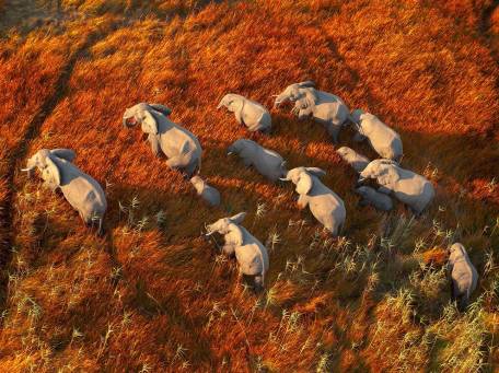 elephant-herd-okavango-botswana_81114_990x742