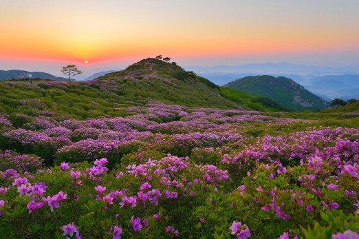 royal-azaleas-mt-hwangmaesan-south-korea