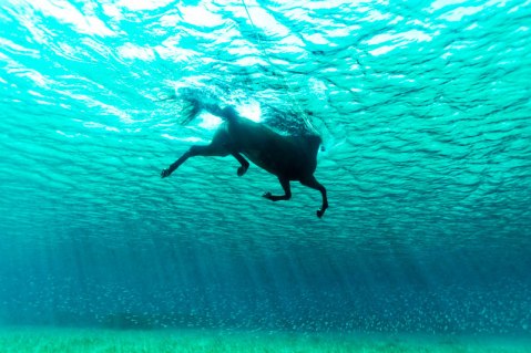 sea-horse-swimming-underwater-photo