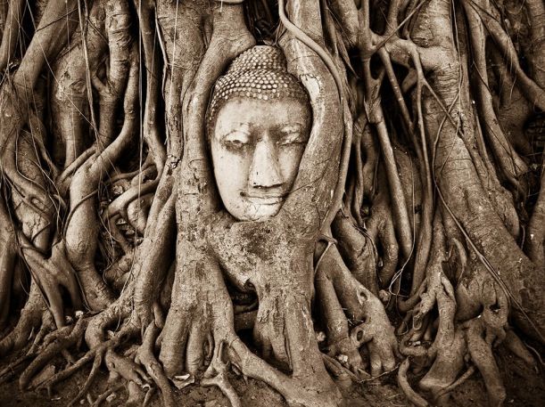 buddha-statue-tree-thailand_82048_990x742