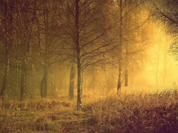 autumn-morning-lithuania-fog_83583_990x742