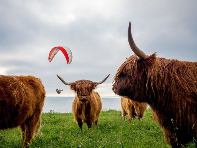 paraglide-adventure-denmark-cows_88103_990x742