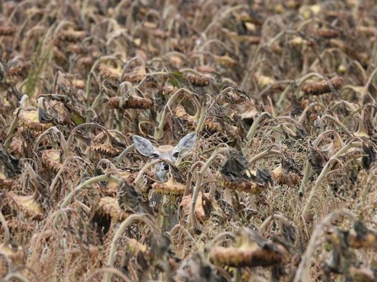 deer-sunflower-camouflage_89478_990x742