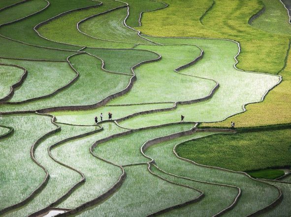 terraced-rice-paddies-hmong-ngpc2015_92125_990x742