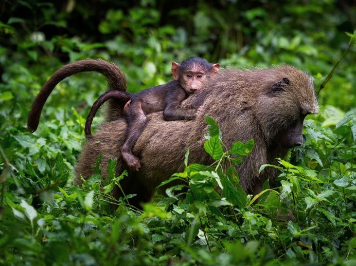 kibale-baboons_94431_990x742